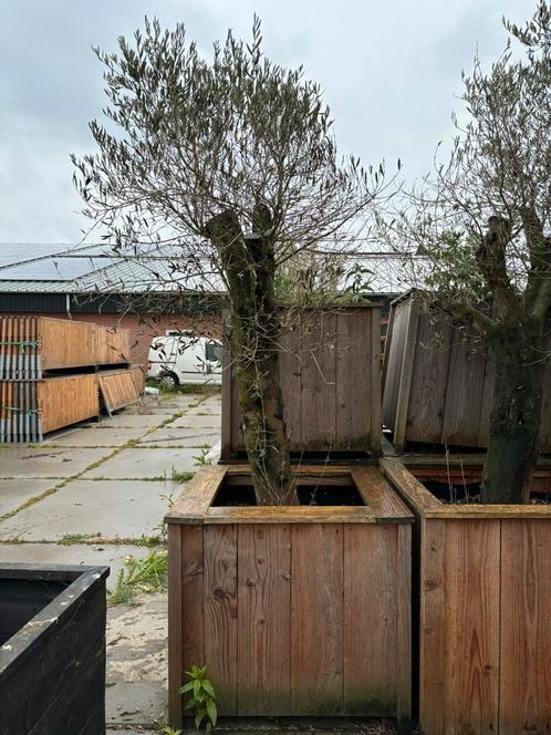 Olijfboom met dikke stam in houten bak, Tuin en Terras, Planten | Bomen, Olijfboom, 100 tot 250 cm, Volle zon, Zomer, Ophalen