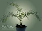 Phoenix canariensis – Canarische Dadelpalm (palmboom), Tuin en Terras, Planten | Bomen, Lente, Minder dan 100 cm, Palmboom, Ophalen