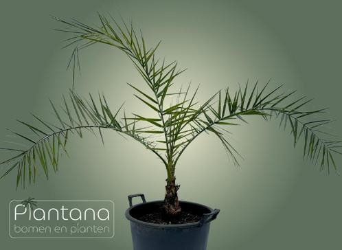 Phoenix canariensis – Canarische Dadelpalm (palmboom), Tuin en Terras, Planten | Bomen, Palmboom, Minder dan 100 cm, Volle zon