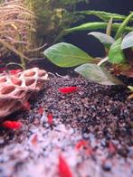 Rode , vuurgarnalen, Dieren en Toebehoren, Vissen | Aquariumvissen, Kreeft, Krab of Garnaal