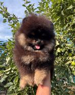 Pomeriaan, 2 reutjes, Bearface, pups, Dieren en Toebehoren, Reu, 8 tot 15 weken, Meerdere, Nederland