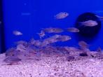 Corydoras nanus, Vis, Zoetwatervis