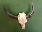 Handgesneden Buffel Schedel met Hoorns, Ophalen of Verzenden