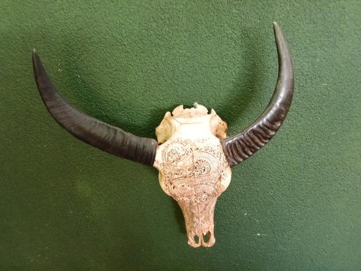 Handgesneden Buffel Schedel met Hoorns, Antiek en Kunst, Kunst | Beelden en Houtsnijwerken, Ophalen of Verzenden