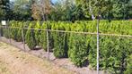 Coniferen, Tuin en Terras, Ophalen, Conifeer, 100 tot 250 cm