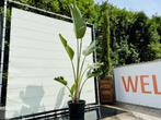 Strelitzia Augusta - Paradijsvogelbloem, 100 tot 250 cm, Zomer, Volle zon, In pot
