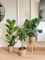 3 for 120-Ficus Lyrata, Pachira (Money Tree) en Monstera, Ficus, In pot, Minder dan 100 cm, Groene kamerplant