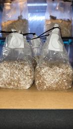 Paddenstoelen kweekset / growkit P. Cubensis, Ophalen of Verzenden