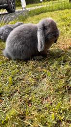 Minilop rammetje, Dieren en Toebehoren, Mannelijk, Dwerg