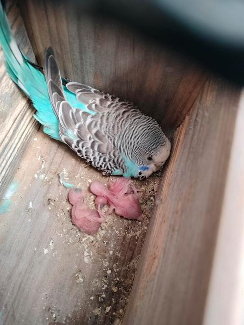 RESERVEER NU UW JONGE PARKIET, Dieren en Toebehoren, Vogels | Parkieten en Papegaaien, Parkiet, Geslacht onbekend, Tam