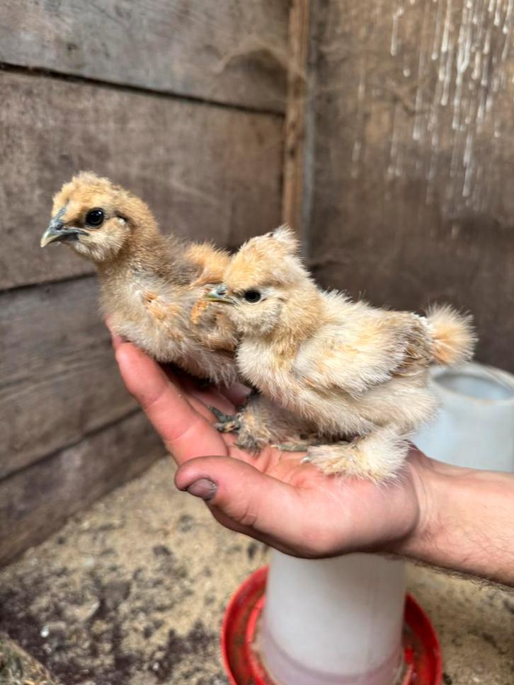 Usa zijdehoen kuikens, Dieren en Toebehoren, Pluimvee, Kip, Geslacht onbekend
