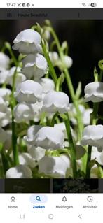 Lelietjes van Dalen - Convallaria majalis, Tuin en Terras, Bodembedekkers, Vaste plant, Ophalen of Verzenden, Halfschaduw