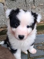 Border collie pups, Dieren en Toebehoren, Honden | Herdershonden en Veedrijvers, Reu, 8 tot 15 weken, Collie, Meerdere