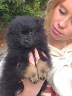 6 (nog 2) Prachtig gekleurde (kleine) pommetjes, Dieren en Toebehoren, Nederland, Overige rassen, CDV (hondenziekte), 8 tot 15 weken