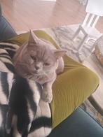 Titel: Onze mooie lieve poes Luna ( Lilac )