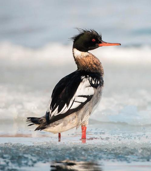 Middelste zaagbekken (Red-breasted Merganser), Dieren en Toebehoren, Pluimvee, Eend, Meerdere dieren
