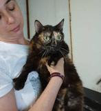 Jarela, Teresa 12-5-2022 gered uit asiel, Dieren en Toebehoren, Katten en Kittens | Overige Katten, Poes, Kortharig, 3 tot 5 jaar