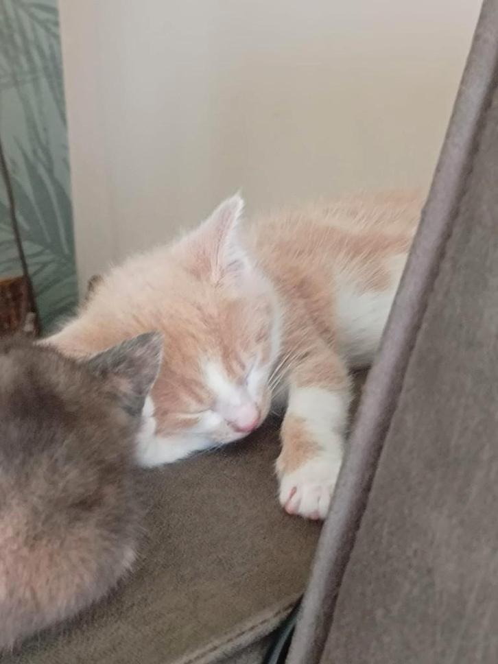 Zacht rood/ wit katertje, Dieren en Toebehoren, Katten en Kittens | Overige Katten, Kortharig, Meerdere dieren, 0 tot 2 jaar