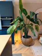 Strelitzia plant met pot!, Huis en Inrichting, Kamerplanten, Ophalen, Halfschaduw, 200 cm of meer
