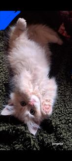 Prachtige Maine coon Kittens, Dieren en Toebehoren, Katten en Kittens | Raskatten | Langhaar, Meerdere dieren, Ontwormd, 0 tot 2 jaar