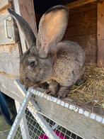 Vlaamse reus Ram ter dekking, Dieren en Toebehoren, Konijnen, Mannelijk, Groot