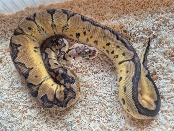 Python regius 0.1 pastel clown