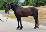 Brave allround pony, Dieren en Toebehoren, Pony's, Ruin, Recreatiepony