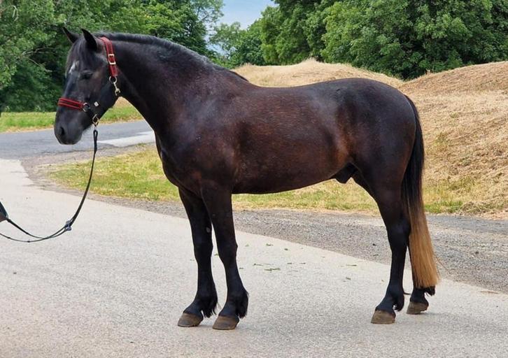 Brave allround pony, Dieren en Toebehoren, Pony's, Ruin, Recreatiepony