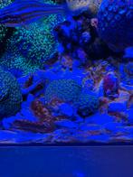 Koraal Cyphastrea spp. bruin / groene poliepen, Overige typen, Zoutwatervis