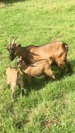 Zeer tamme dwerggeit met 2 bokjes, Dieren en Toebehoren, Schapen, Geiten en Varkens, Meerdere dieren, Geit