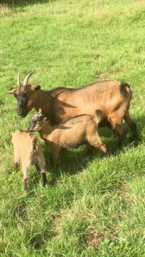 Zeer tamme dwerggeit met 2 bokjes, Dieren en Toebehoren, Schapen, Geiten en Varkens, Geit, Meerdere dieren