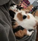 Poezenmaatje gezocht!, Dieren en Toebehoren, Katten en Kittens | Overige Katten, Poes, Kortharig, 0 tot 2 jaar