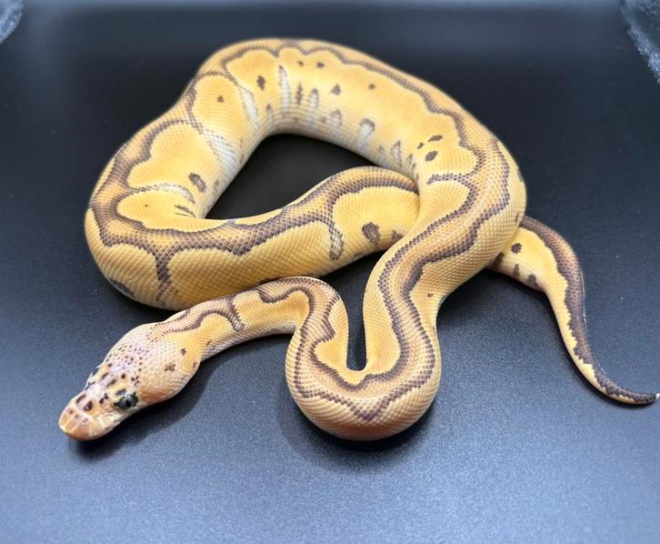0.1 Pastel Orange Dream Jungle Woma Clown ball python regius