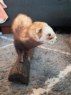 taxidermie taxidermy Opgezette "bunzing"man op stammetje, Verzamelen, Ophalen of Verzenden, Zo goed als nieuw, Vogel, Opgezet dier