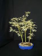 ACER PALMATUM BUTTERFLY,, Tuin en Terras, Planten | Bomen, Ophalen of Verzenden
