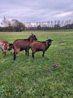 Twee dekbokken dwerggeit, Dieren en Toebehoren, Schapen, Geiten en Varkens, Mannelijk, Geit, 0 tot 2 jaar