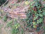 Gratis Brandhout, openhaardhout, stookhout boomstam, Ophalen, Overige houtsoorten, Stammen