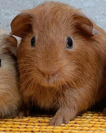 Leuke jonge cavia beschikbaar voor biedingen