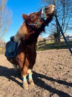 Verzorger gezocht, Dieren en Toebehoren, Paarden en Pony's | Verzorgingsproducten, Ophalen of Verzenden, Zo goed als nieuw
