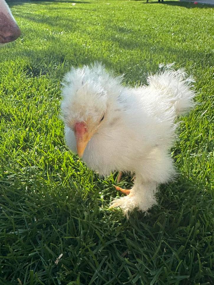 3 USA zijdehoen choco mottled haantjes beschikbaar, Dieren en Toebehoren, Pluimvee, Kip, Mannelijk