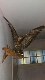 opgezette BUIZERD , Hertenkop, patrijs , fazant taxidermie, Verzamelen, Dierenverzamelingen, Ophalen, Zo goed als nieuw, Vogel