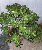 Stekje van jadeplant - makkelijk te verzorgen!, Ophalen, Halfschaduw, Minder dan 100 cm