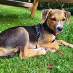 Jiska (in Heerhugowaard) zoekt een nieuw thuis, Dieren en Toebehoren, Honden | Niet-rashonden, Particulier, Rabiës (hondsdolheid)