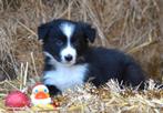 Mooie border colliepups, Dieren en Toebehoren, Honden | Herdershonden en Veedrijvers, CDV (hondenziekte), 8 tot 15 weken, Collie