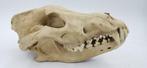 Replica schedel Europese wolf PREPARATENSHOP, Verzamelen, Dierenverzamelingen, Ophalen of Verzenden, Zo goed als nieuw, Schedel