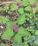 Boomspinazie zaden BIO 0.4gr, Ophalen of Verzenden, Voorjaar, Volle zon, Zaad