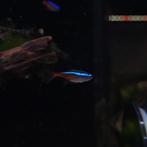 Neontetra - Paracheirodon innesi, Vis, Zoetwatervis, Schoolvis