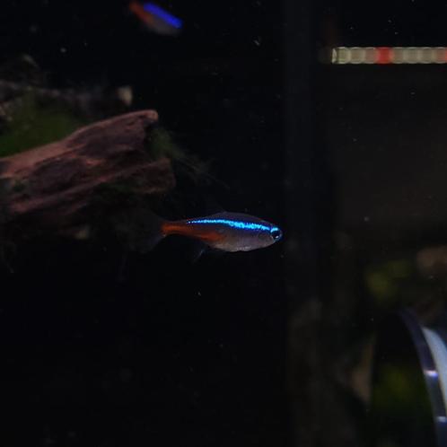 Neontetra - Paracheirodon innesi, Dieren en Toebehoren, Vissen | Aquariumvissen, Zoetwatervis, Vis, Schoolvis