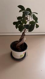 Ficus, Huis en Inrichting, Kamerplanten, Ophalen, Ficus