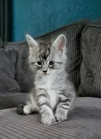 maine coon kitten's, Meerdere dieren, Gechipt, 0 tot 2 jaar